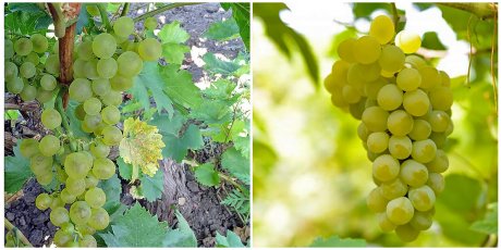 11 лучших сортов винограда, которые помогут вам создать неповторимое домашнее вино